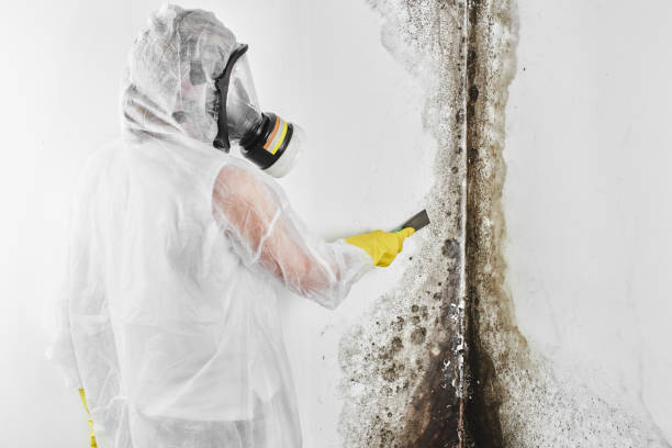 Trusted Belvedere, CA Mold Remediation Experts