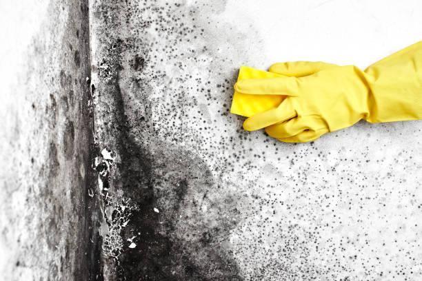 Best Insurance-Related Mold Remediation in Belvedere, CA