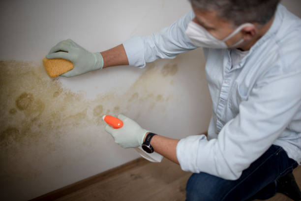 Best Localized Mold Remediation (e.g., coastal areas, humid climates) in Belvedere, CA