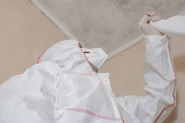 Best Basement Mold Remediation in Belvedere, CA