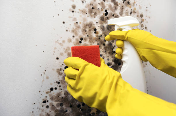 Best White Mold Remediation in Belvedere, CA