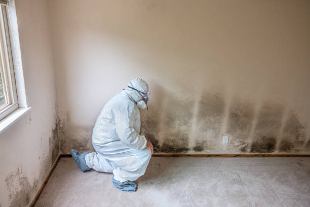 Best Mold Remediation for Specific Building Types in Belvedere, CA