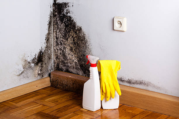 Best Black Mold Remediation in Belvedere, CA