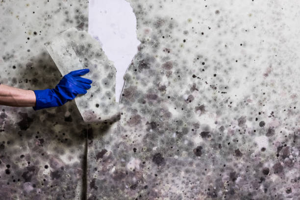Best Attic Mold Remediation in Belvedere, CA