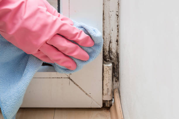 Best Insurance-Related Mold Remediation in Belvedere, CA